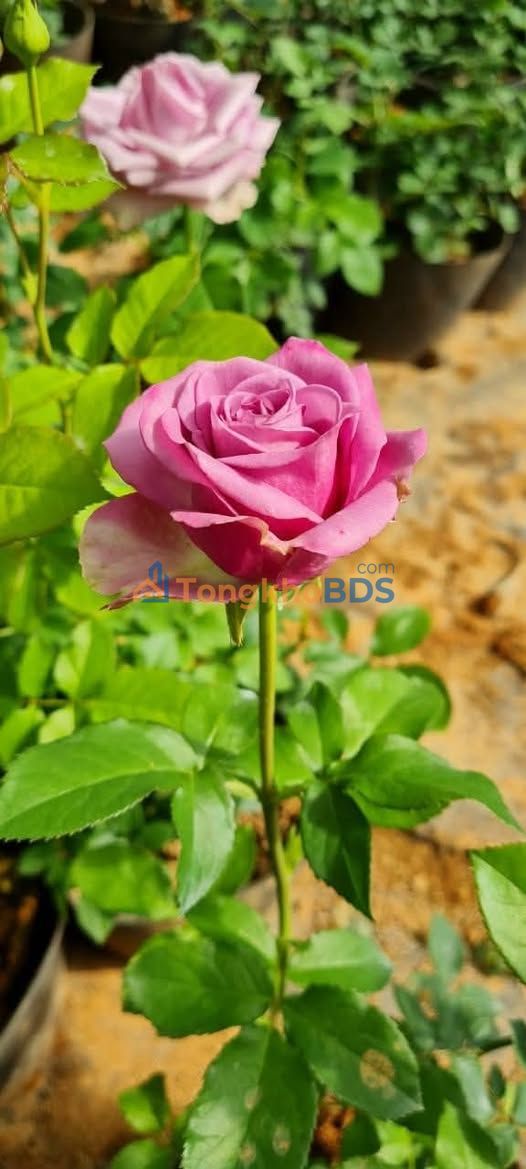 Đất Phường 12 Đà Lạt 81.8m² - Vuông Vắn, Sổ GPXD, Giá 6.5 Tỷ