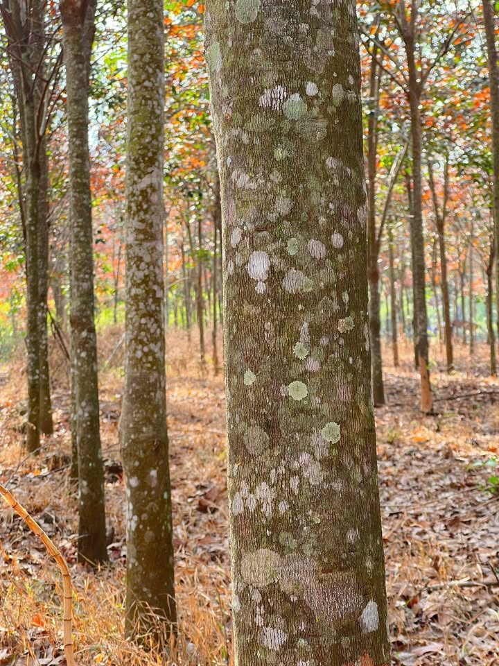 Bán đất 80m² Ấp 1 Suối Nho, Định Quán - Giá 1.2 tỷ, Đầu tư sinh lời