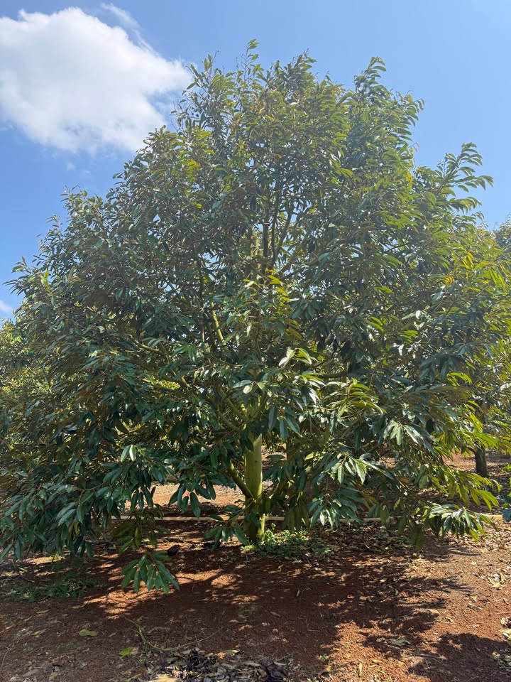 Bán Gấp 700tr/sào Farm Sầu Riêng Đắk Lắk - Sổ Hồng Riêng