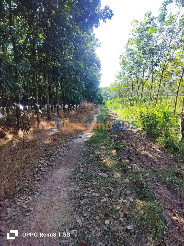 Bán Gấp 1.5ha Đất Thị Trấn Dầu Tiếng, Bình Dương - Sổ Hồng Sẵn Sàng