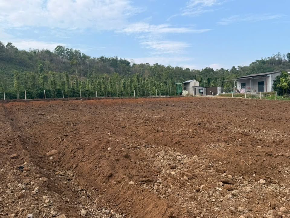 Đất Vườn 3 Sào Đắk Lắk - Gần UBND Xã Ea Tiêu, Giá 1.2 Tỷ