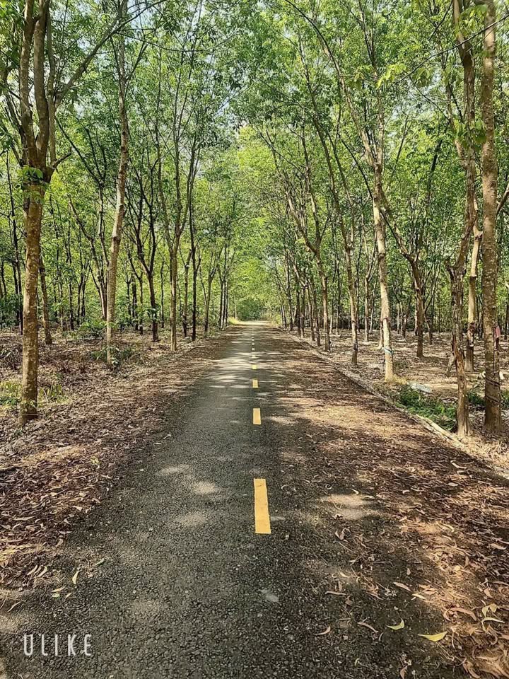 Đất Phú Giáo 600m² Mặt Tiền Đường Nhựa - Giá 690 Triệu