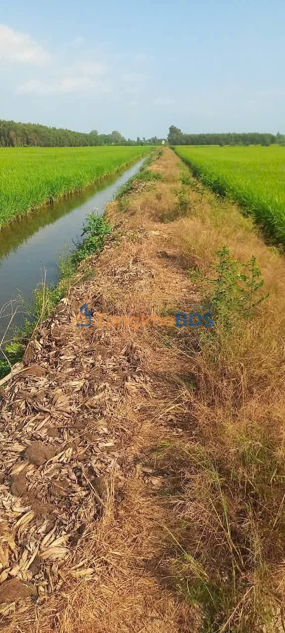 Bán Gấp Trang Trại 36.000m² Xã Thạnh Phước, Long An - Giá Đầu Tư 2.72 Tỷ