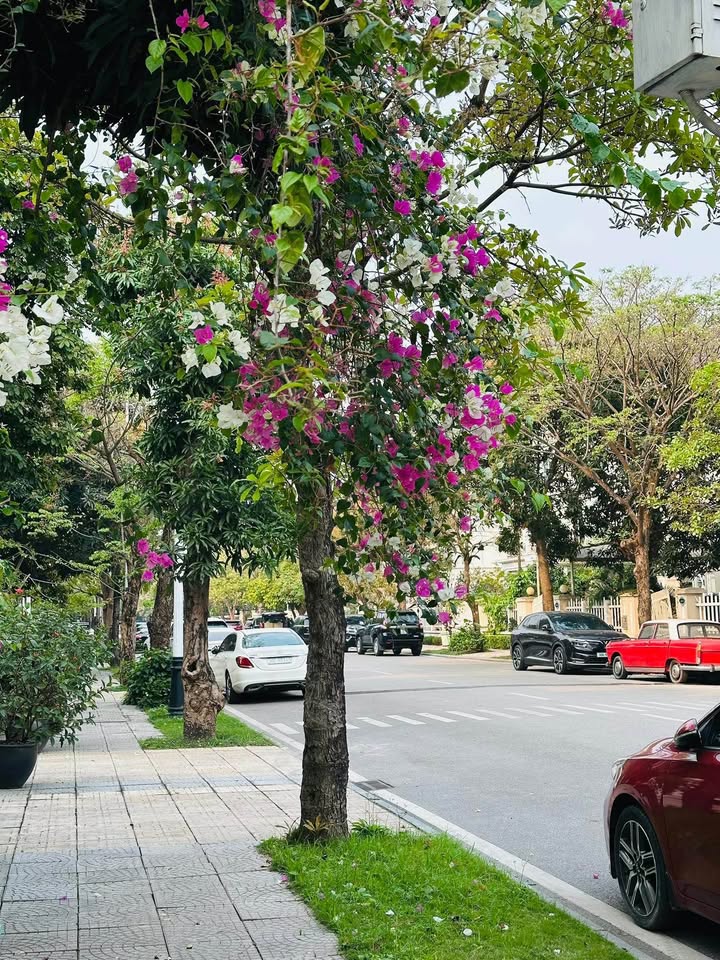 Bán Gấp Townhouse Hoa Sữa Long Biên 220m² - 85 Tỷ Chính Chủ