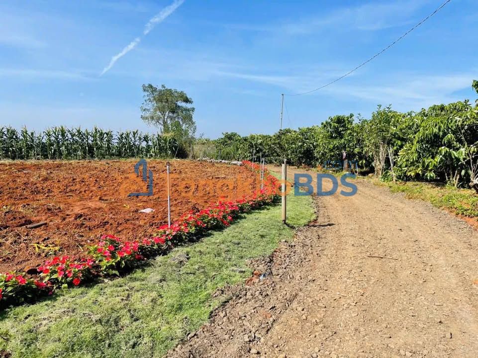 Đất Nền Tân Hội, Đức Trọng - 126m² Thổ Cư, Giá 480 Triệu/Nền