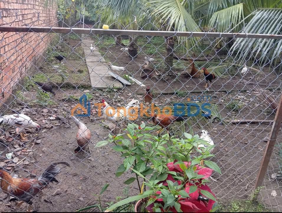 Bán Đất Vĩnh Long 1000m² Mặt Tiền Đường Phó Cơ Điều - Giá 3-4 Tỷ