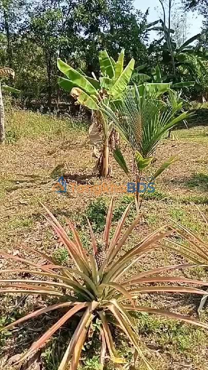 Bán Đất Vườn 6555m² Mặt Tiền 50m Đường Đá Mi - Cẩm Mỹ, Đồng Nai