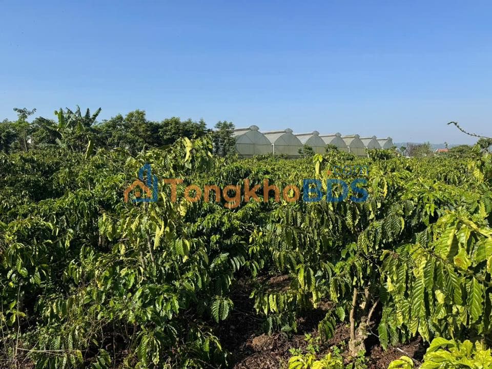 Đất Nền Hòa Lạc, Đức Trọng - 15840m² - 2.2 Tỷ - Mặt Tiền 95m