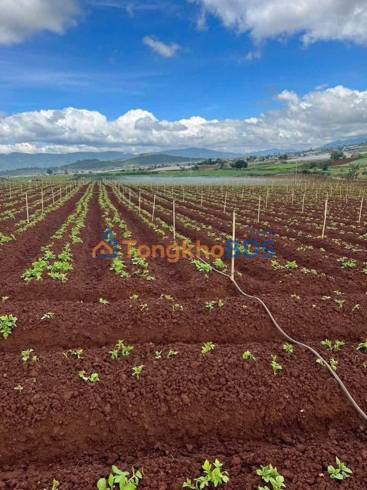 Bán Đất Farm 1.8ha Ka Đơn, Đơn Dương - Đầu tư sinh lời