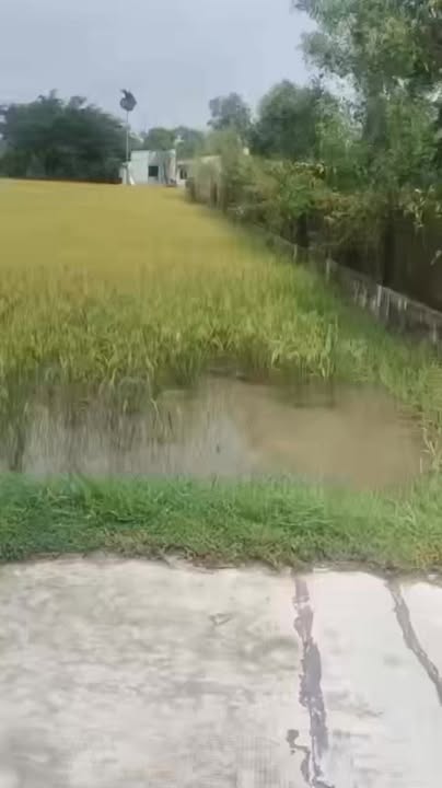 Bán Gấp Đất Thổ 160m² Đức Hòa Long An - Sổ Hồng Chính Chủ Giá 850 Triệu