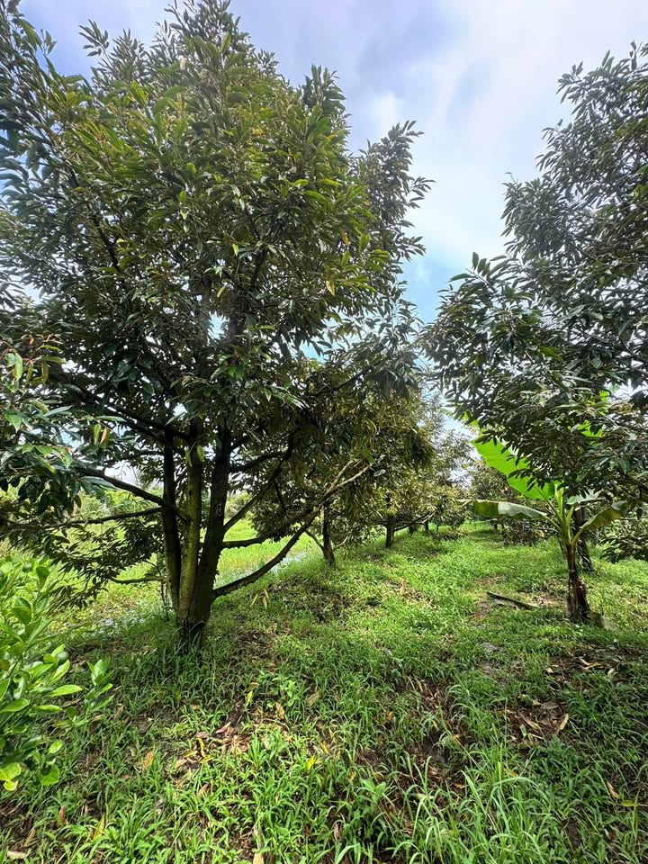 Bán Vườn Sầu Riêng 1800m² Thạnh Hòa, Hậu Giang - 1.3 Tỷ, Có Thổ Cư