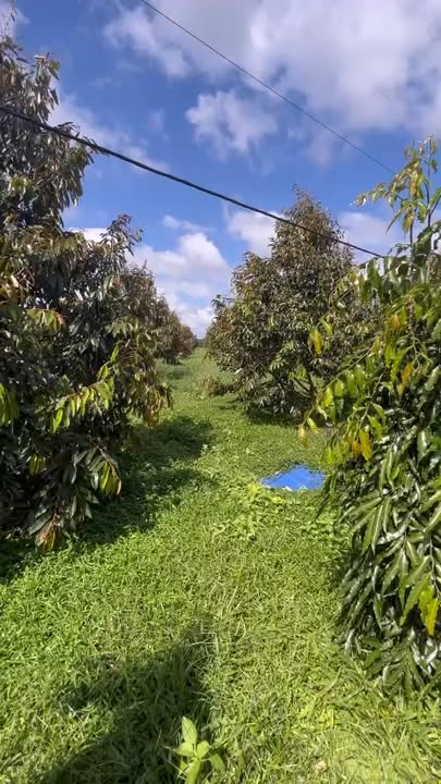 Bán Gấp Farm Sầu Riêng 3.4ha Đắk Lắk - 680 Cây Năm Thứ 5