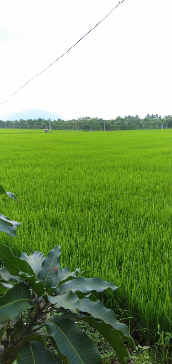 Bán Đất Vườn An Giang 4288m² Mặt Tiền Đường Huỳnh Văn Thư, Châu Đốc