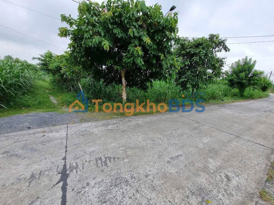 Bán Đất Củ Chi 955m² Mặt Tiền Nguyễn Thị Nê - Sẵn Sổ Hồng