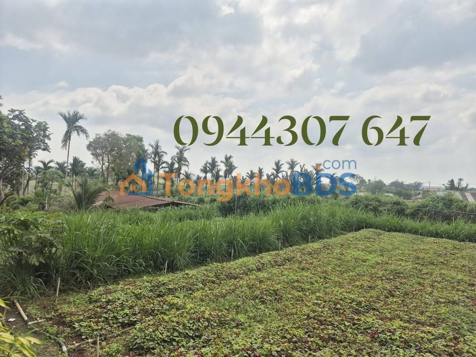 Nhà Vườn Cho Thuê P.An Phú, Pleiku - 2PN Giá 1.1 Triệu/Tháng