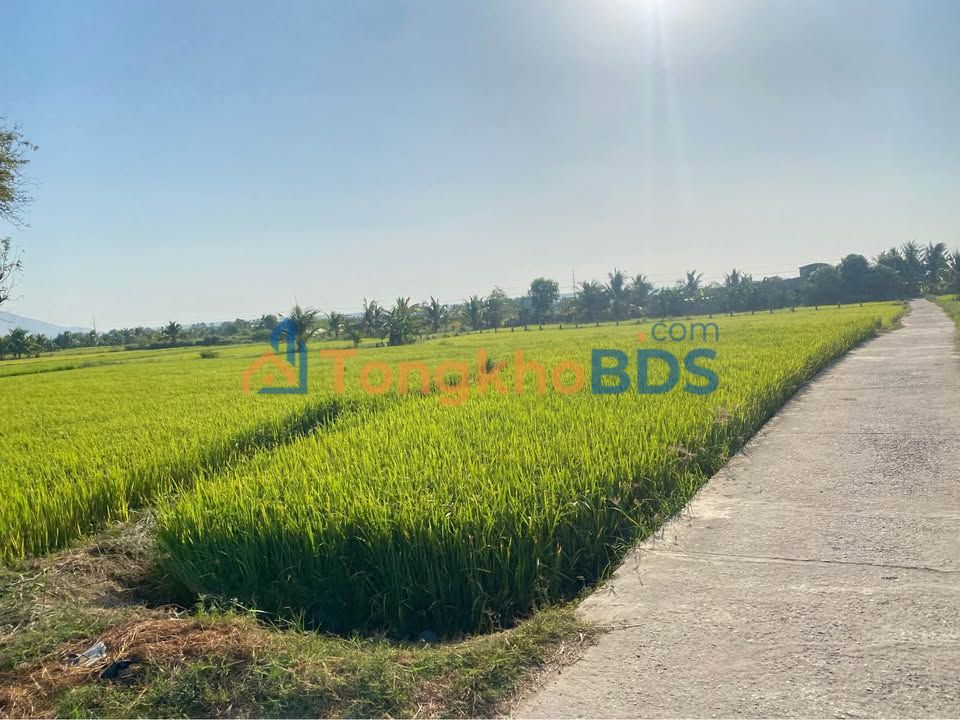 Bán Đất 3600m² Hàm Đức, Bình Thuận - Sổ Hồng Thổ Cư, Mặt Tiền Đường Xe Tải