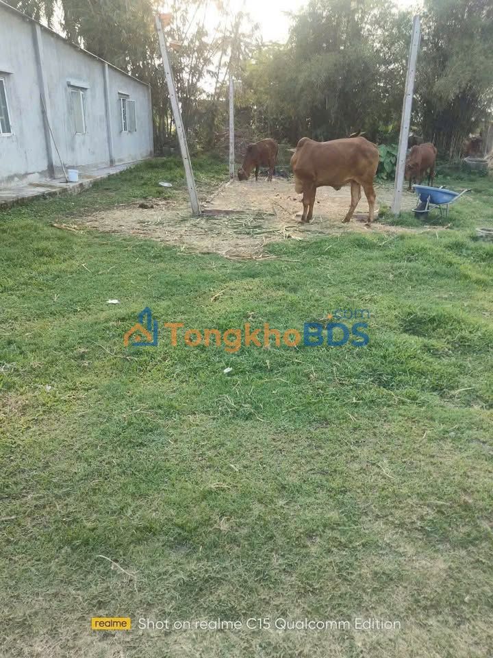 Đất Vườn Long Chữ, Tây Ninh - 3600m² Sổ Riêng, Giá 370 Triệu