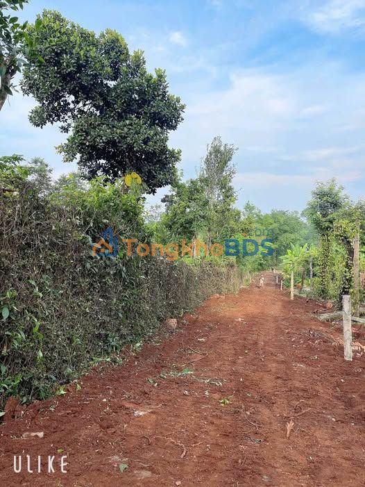 Đất Thôn 9 Cư Ê Wi 175m² 155 triệu - Giá tốt