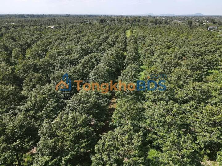 Bán Gấp 10ha Sầu Riêng Phun Thu Cư M'gar, Đắk Lắk - Giá 52 Tỷ