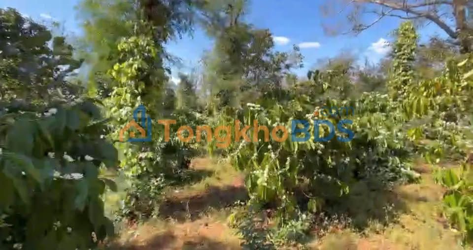 Bán Gấp 6000m² Đất Rẫy Cafe, Tiêu Vị Trí Đắc Địa Huyện Cư M'gar