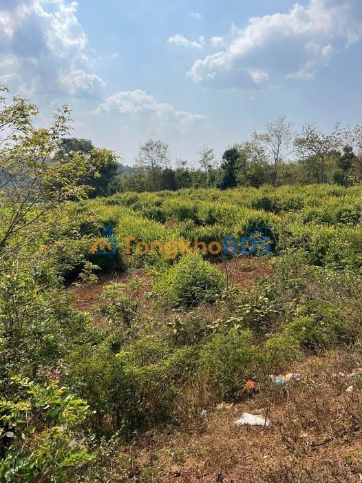 Bán Đất Vườn Đắk Lắk 14400m² - View Đồng Xanh, Gần Hồ Mát Mẻ