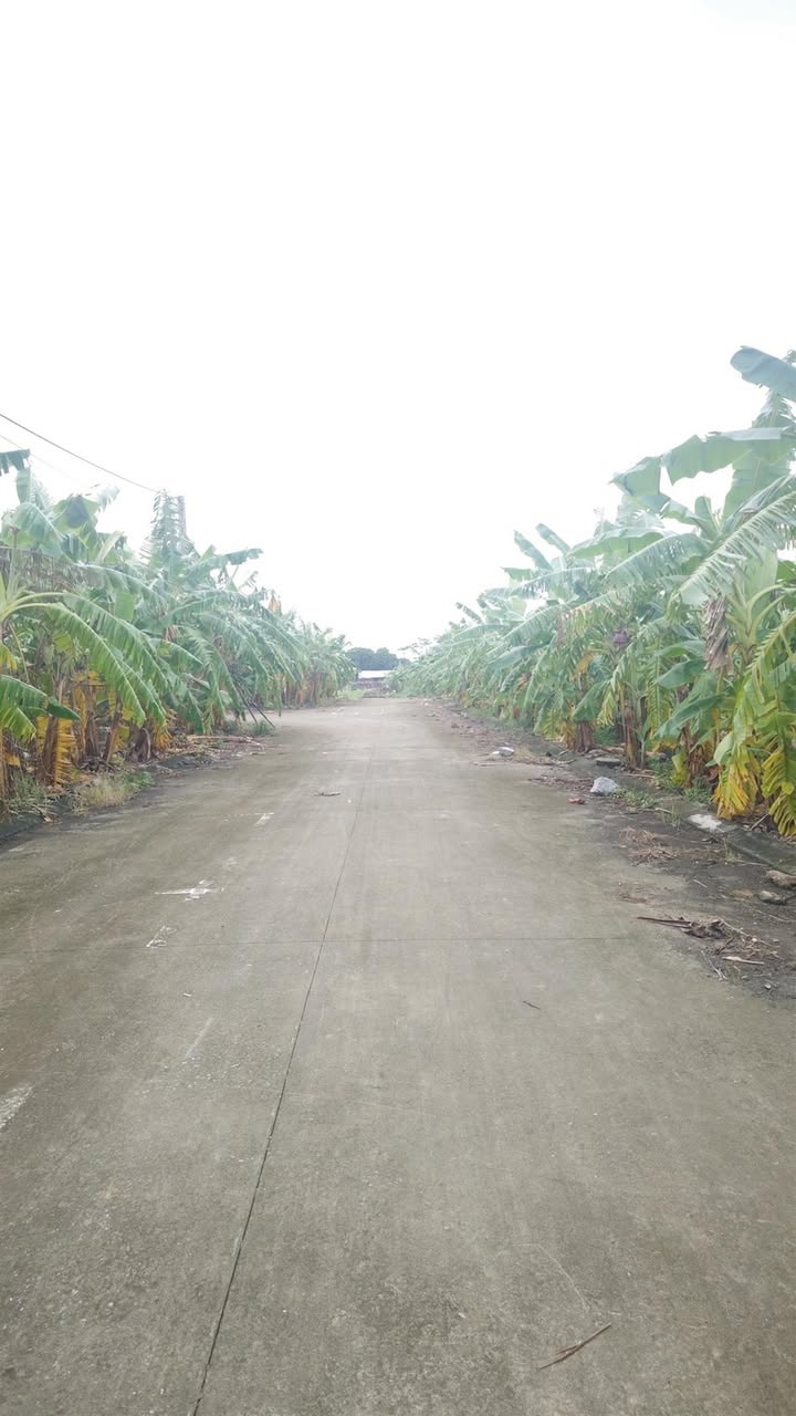 Bán Đất Mặt Tiền Chợ Dầu Ninh Bình 99m² - Vị Trí Vàng Kinh Doanh