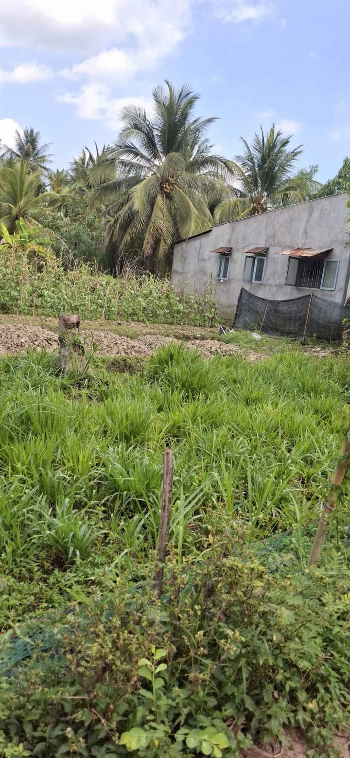 Đất Nền Tiên Thủy Bến Tre 500m² - Sổ Thể Hiện Đường, Xe Hơi Tới Đất