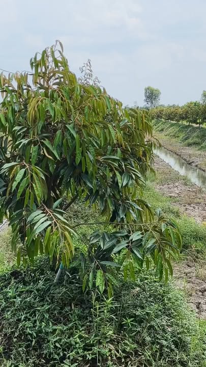 Đất Vườn 16.800m² Đồng Tháp - Sẵn Sàng Khai Thác Kinh Tế