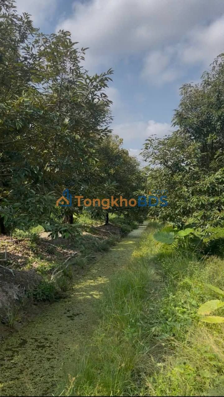 Bán Gấp 20.000m² Đất Vườn Sầu Riêng Tại Cai Lậy, Tiền Giang - Giá Đầu Tư 1.7 Tỷ