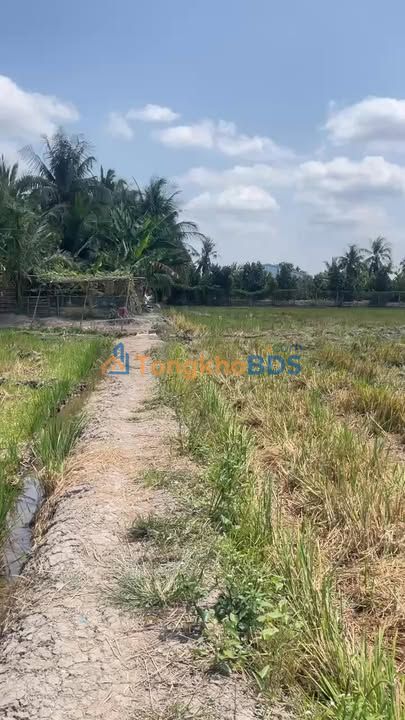 Bán Gấp 8.5 Công Đất Lúa Tiền Giang - Mặt Tiền Đê 50m