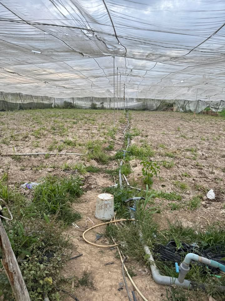 Đất Vườn 1400m² Quảng Lập, Lâm Đồng - View Suối Mát Lành, Giá 1.1 Tỷ