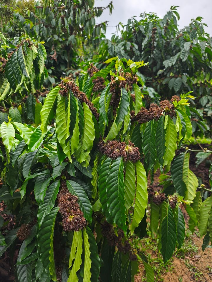 Bán Gấp 2.1ha Đất Vườn Đam Rông - Sổ Hồng Riêng, Giá 2.65 Tỷ