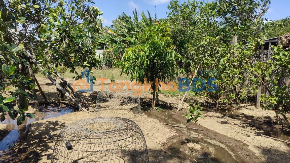 Đất CLN 324m² Phường Bảo An, Ninh Thuận - Giá 4xx Triệu, Chính Chủ