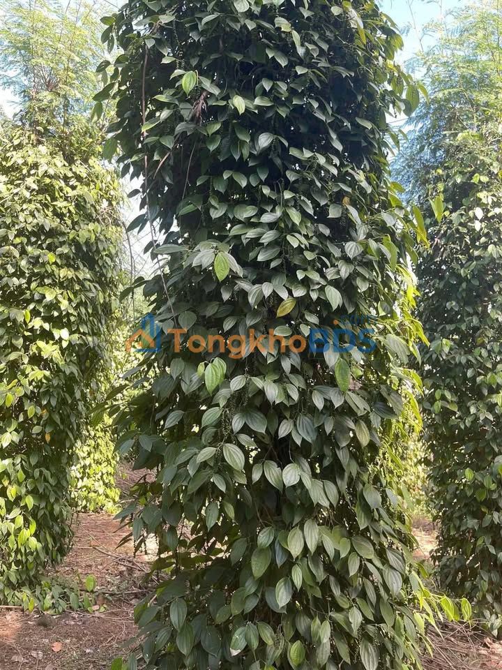 Bán Gấp Rẫy Tiêu 4sào Đắk Song, Đắk Nông - Giá Tốt 600 Triệu