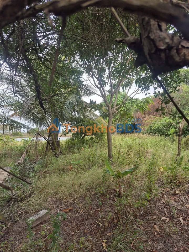 Bán Đất Vĩnh Hậu A, Bạc Liêu - 3400m² Giá Ngộp Chỉ 450 Triệu