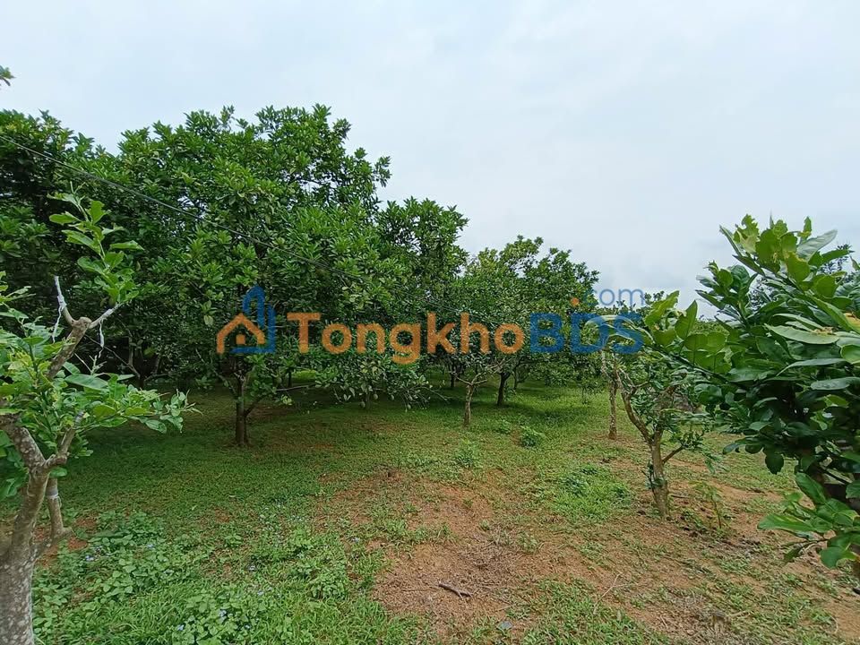 Đất Vườn Thanh Hải Lục Ngạn 1859m² - Sổ Đỏ Thổ Cư, Mặt Đường Bê Tông 30m