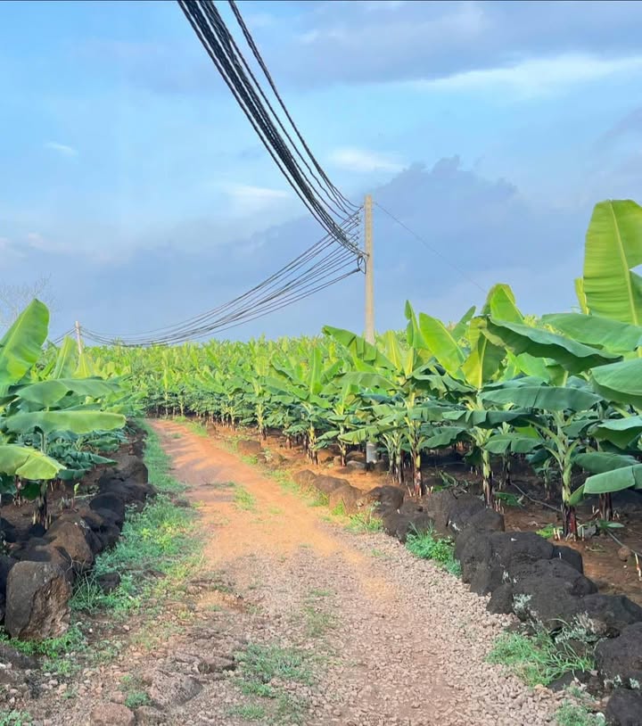 Bán 10800m² đất sổ hồng 1 phần, mặt tiền 27m đường hiện hữu tại Gia Kiệm, Đồng Nai - Giá 1.2 tỷ