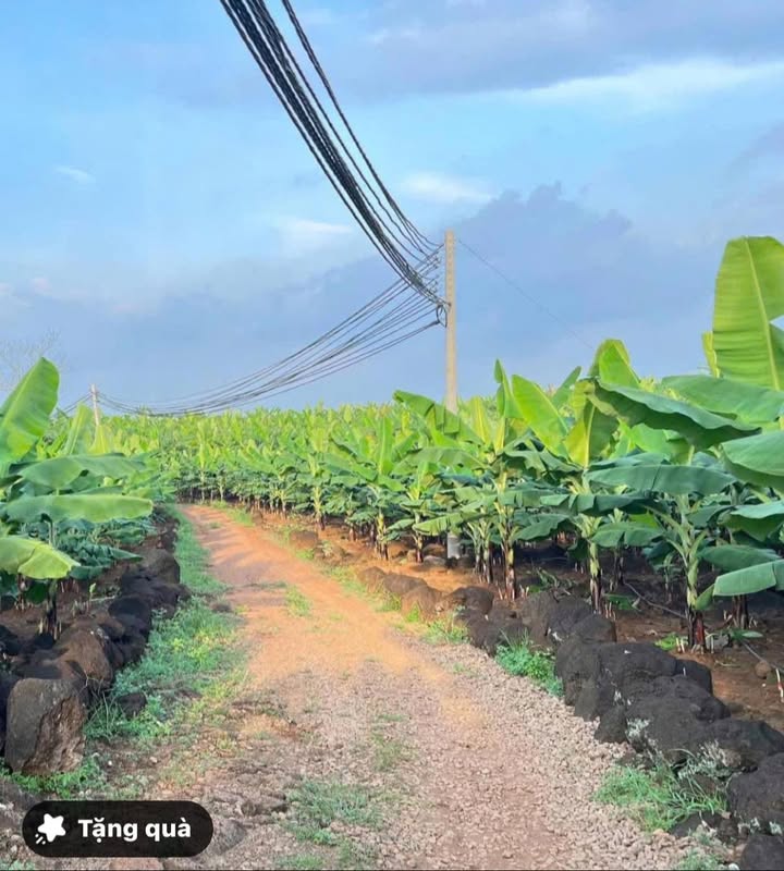 Bán Đất 3800m² Sổ Hồng 1 Nửa Tại Gia Kiệm, Đồng Nai - Giá 1.2 Tỷ