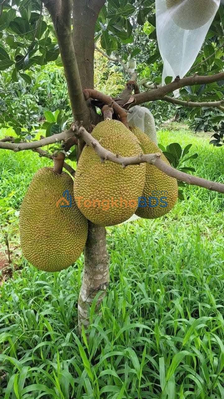 Nhà Mặt Tiền 3 Tầng P. Thị Nại, Quy Nhơn - 41.2m² - 5.2 Tỷ