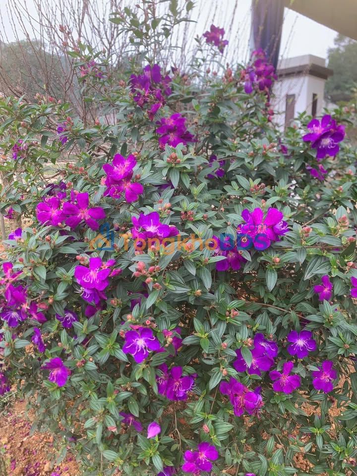 Bán đất đấu giá Việt Cường, Văn Yên, Yên Bái - 10000m² giá 5xx triệu