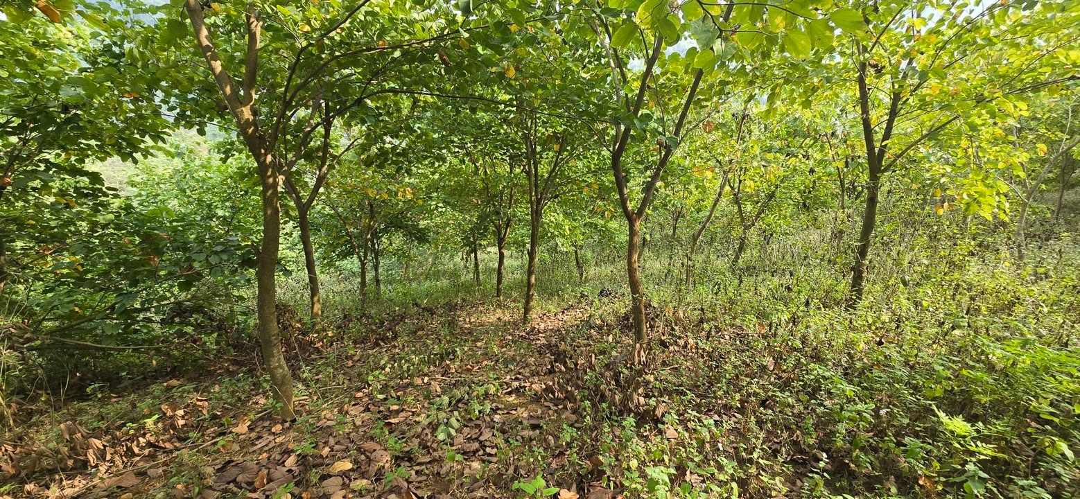 Bán Đất Mộc Châu 1ha - Sổ Đỏ 400m² Thổ Cư, Sẵn Homestay