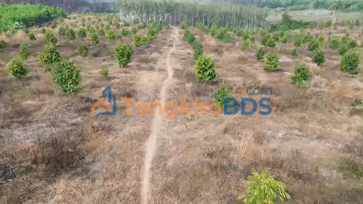 Bán Đất Vườn Sầu Riêng 4.6ha Tánh Linh, Bình Thuận - Sẵn Sàng Thu Hoạch