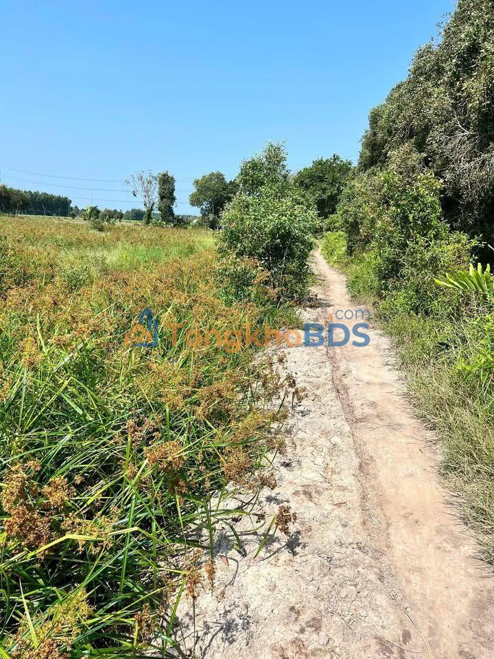 Đất Vườn Long An 10.000m² - Giá 1.1 Tỷ/Sổ Hồng Riêng