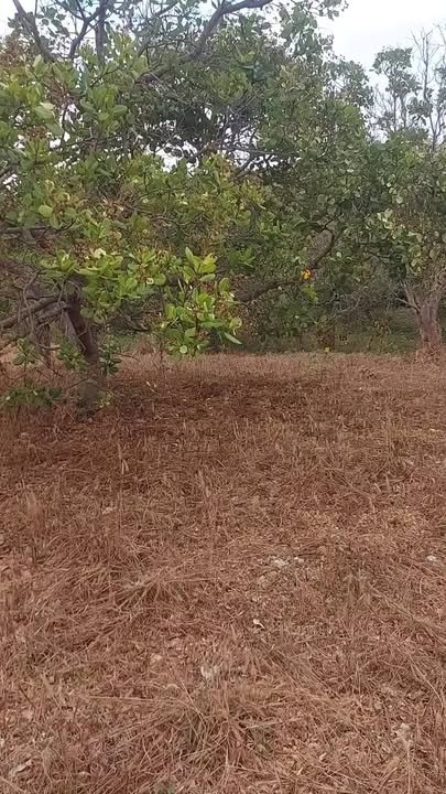 Cho thuê 15.000m² đất điều tại Chư Prông, Gia Lai - Giá 15 triệu/năm