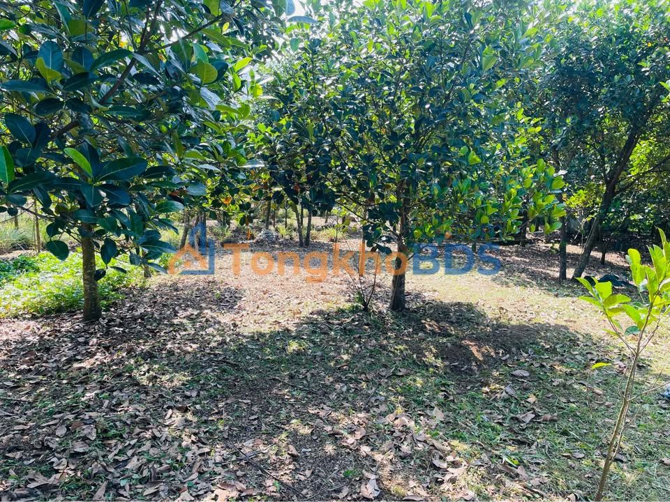 Đất Vườn 2500m² Đà Nẵng - Sẵn Cây Ăn Quả, Giá Đầu Tư