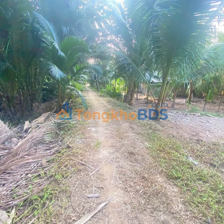 Bán Đất Vườn Vĩnh Long 1441m² - View Sông Thoáng Mát, Giá 420 Triệu