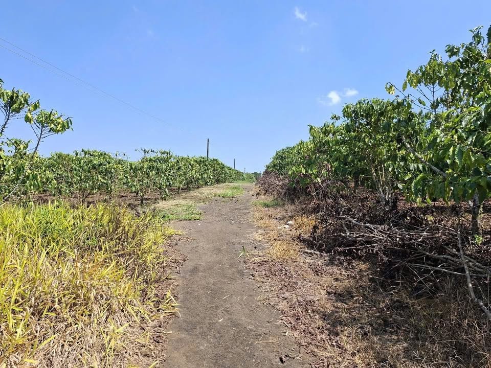 Farm Lộc Thắng Bảo Lộc 8000m² - Giá 5.9 Tỷ, Cafe Xanh Mướt