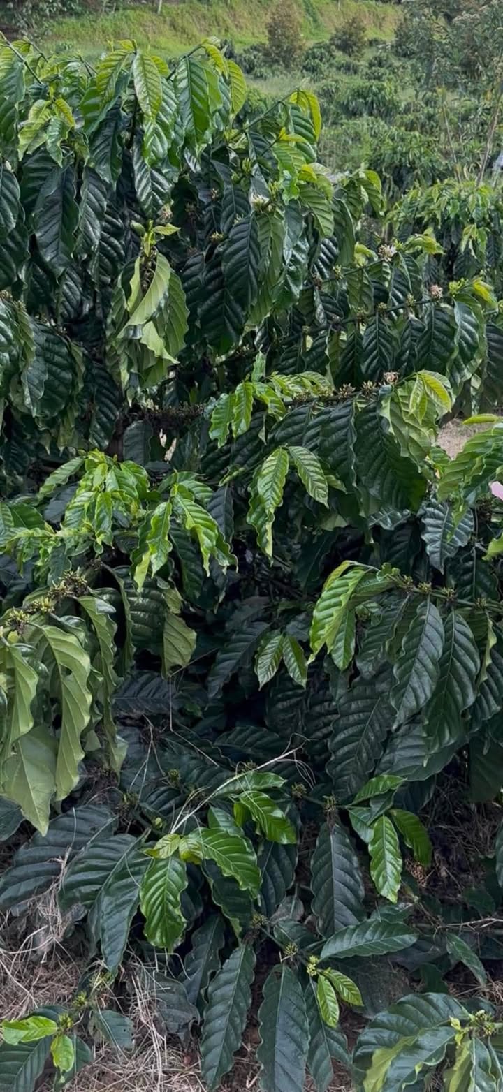 Farm Cà Phê 7000m² Xã Hòa Bắc, Di Linh - Sổ Riêng, Giá Đầu Tư 2.54 Tỷ