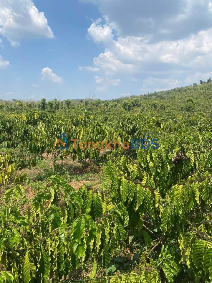 Bán Gấp Đất Vườn 1.6ha Đắk Nông - Ao Hồ Rộng, Giá Đầu Tư 3.2 Tỷ