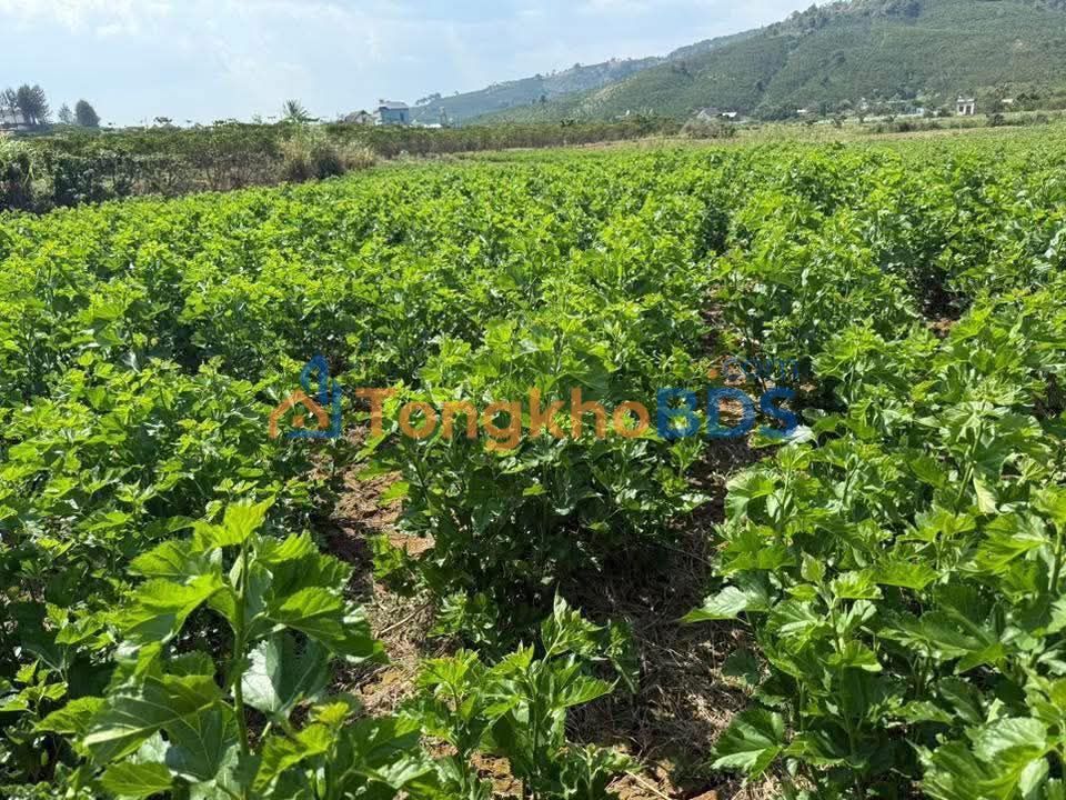 Bán Đất Vườn Lâm Hà, Lâm Đồng 7200m² - Sổ Hồng Riêng - Giá 480 Triệu